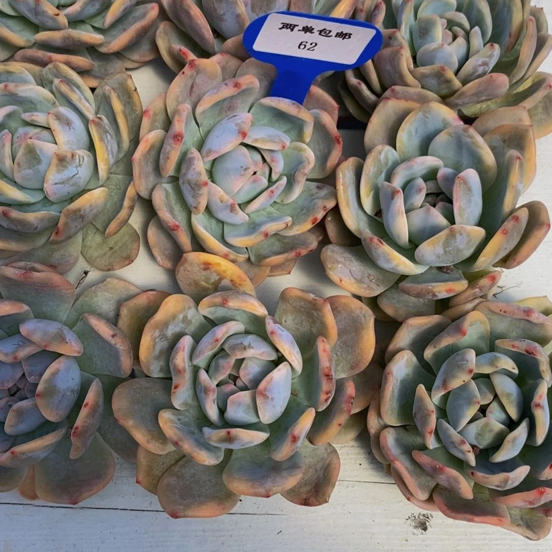 62-精品梦露锦单头一个