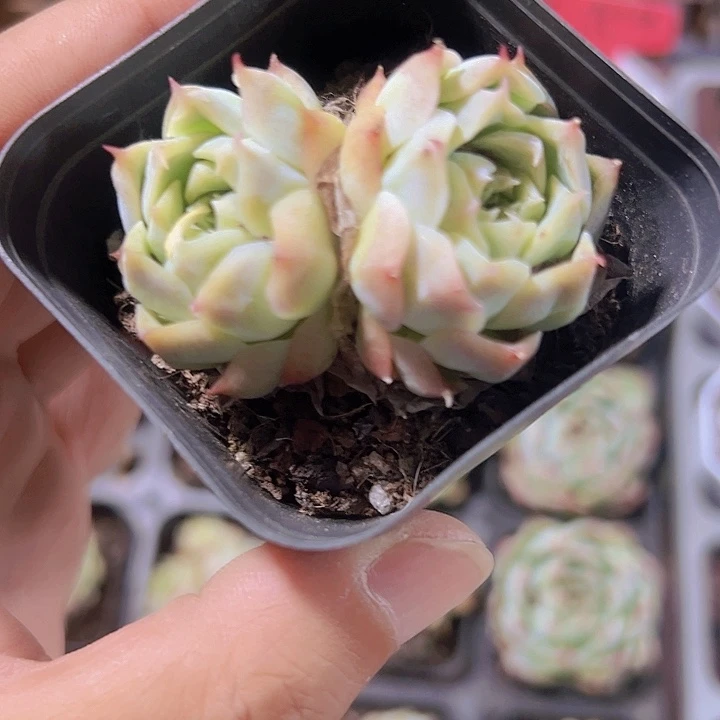 桃熏女王精品多肉植物