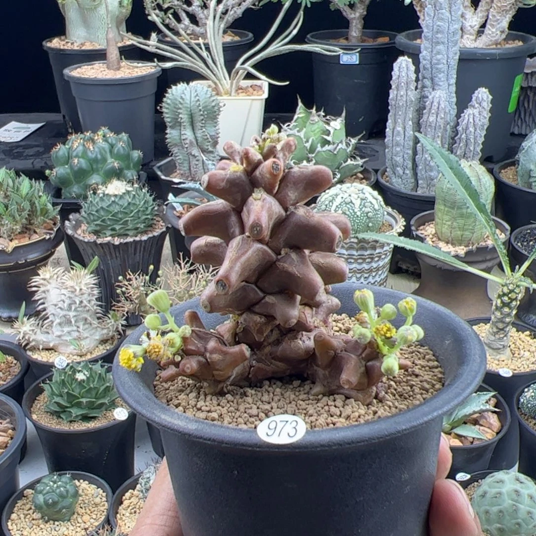 蛮鬼塔厚敦菊一物一拍