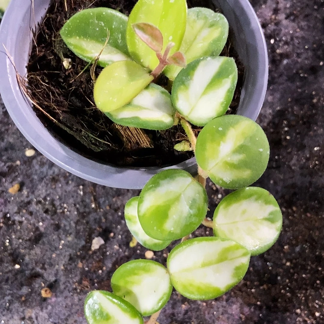 完全开放杂葡内锦球兰39