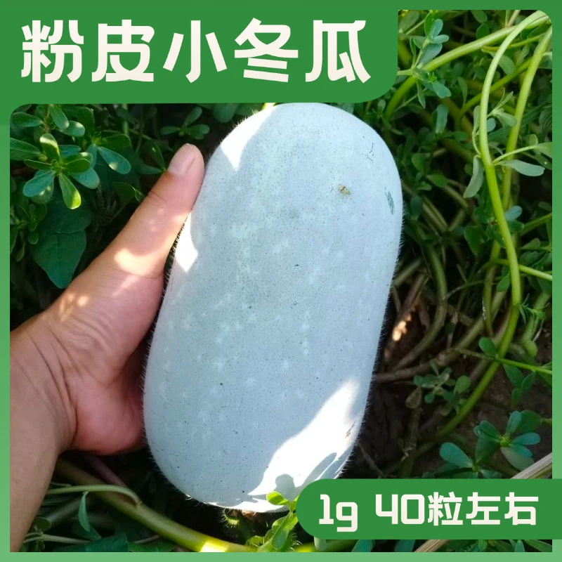 粉皮小冬瓜种子满地爬高产小品质种籽节节瓜蔬菜种子全国春季种植