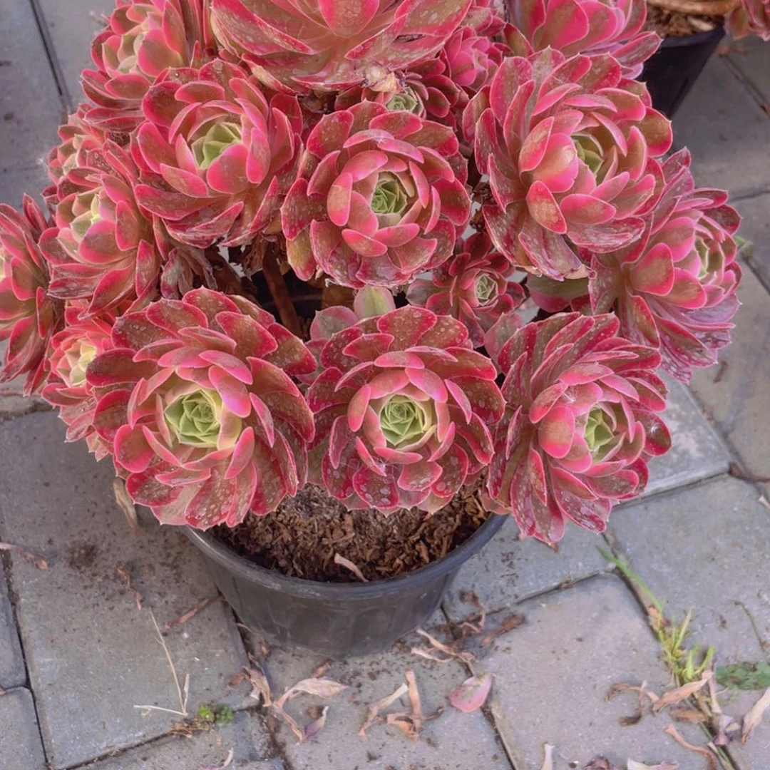 粉女为老桩手捧6015