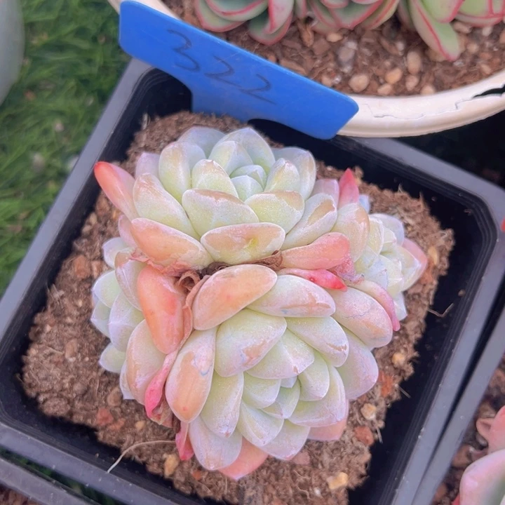 健健康康平平安安