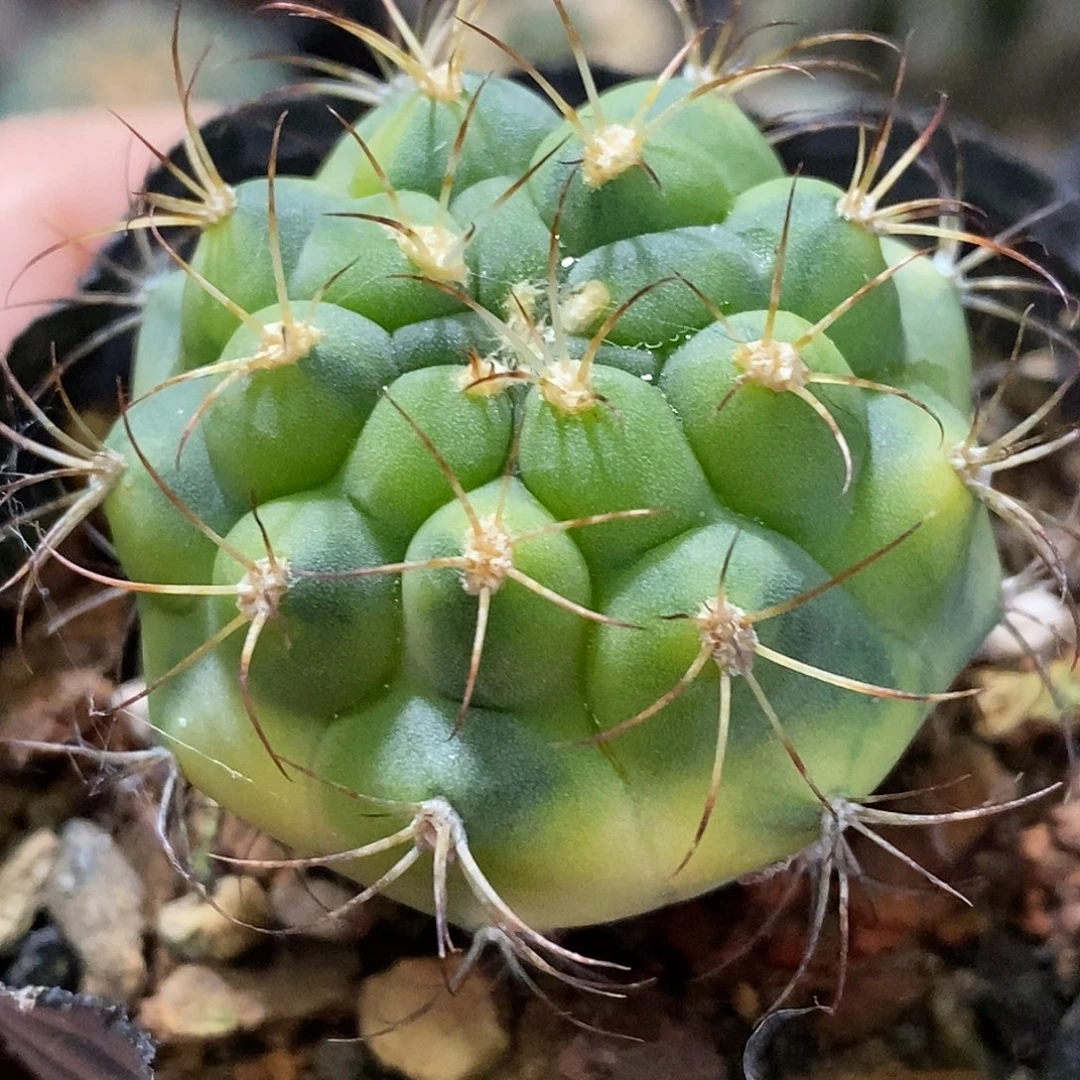 孤品实生特选株极致虎斑天紫玉锦福利