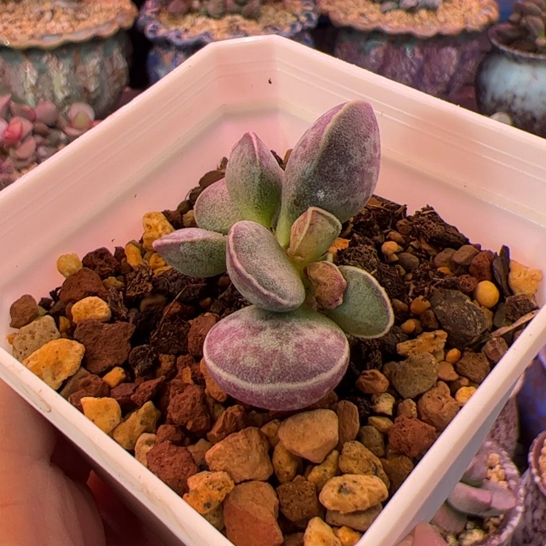 Av花蛋。