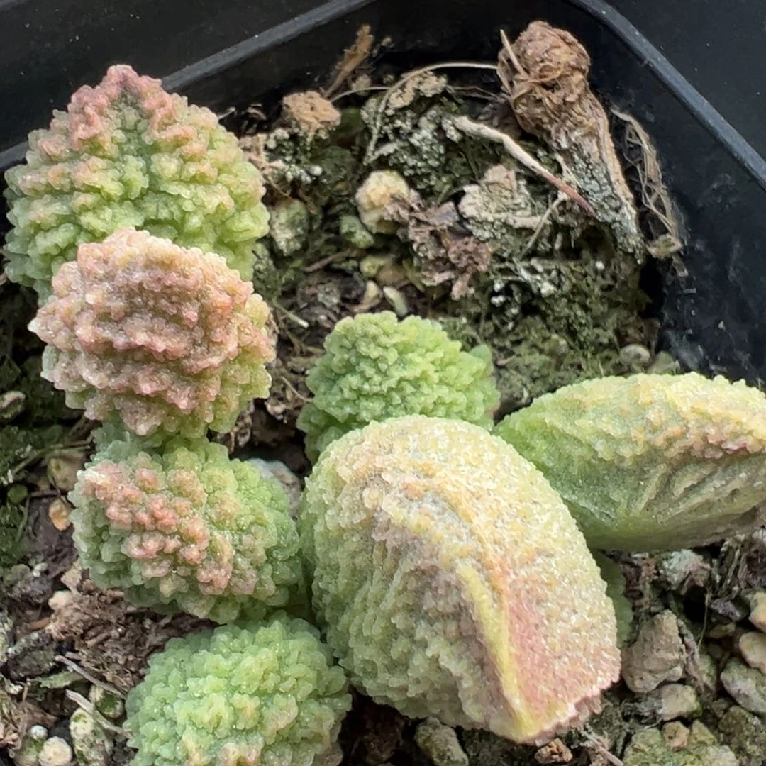 美系爆炸纹多肉植物绿youling美系