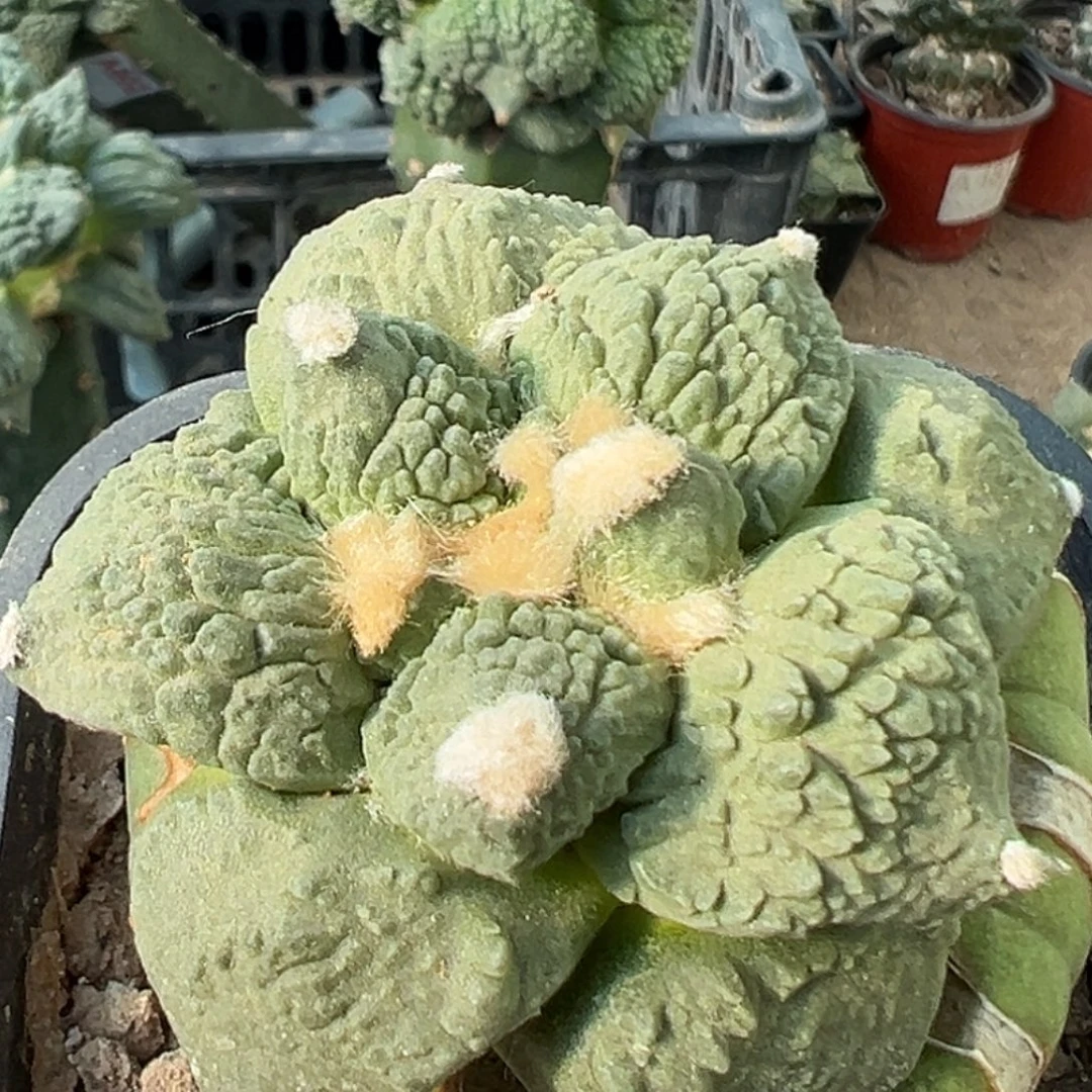 完全开放福利细颗粒大尤瀑布怒牡丹016