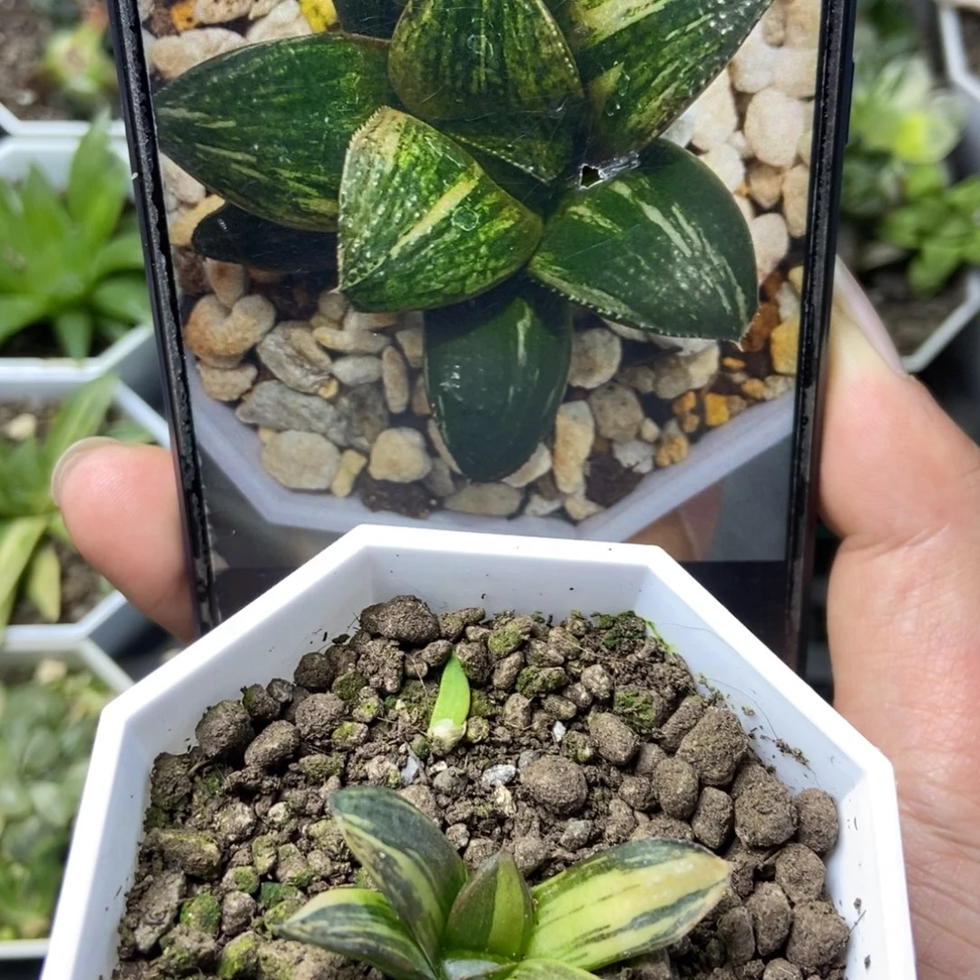 是是是是是是是是是寿