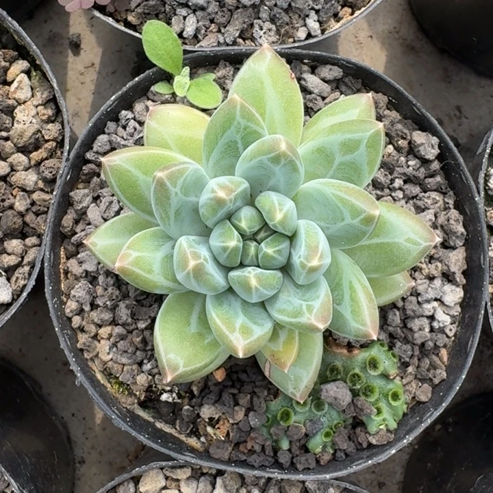 青花瓷 单头 一物一拍