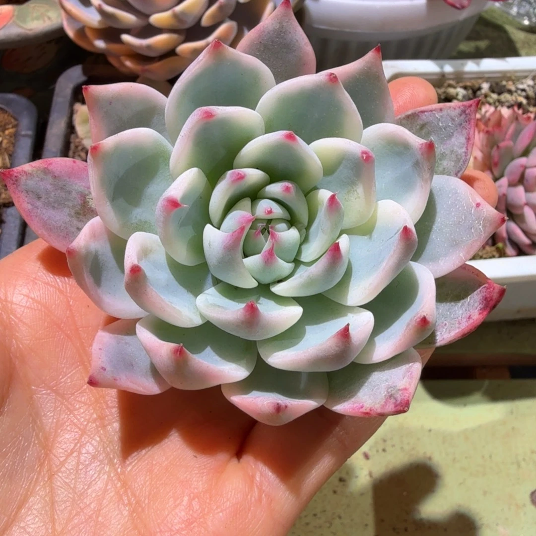 吉娃娃锦，锦上园艺一物一拍