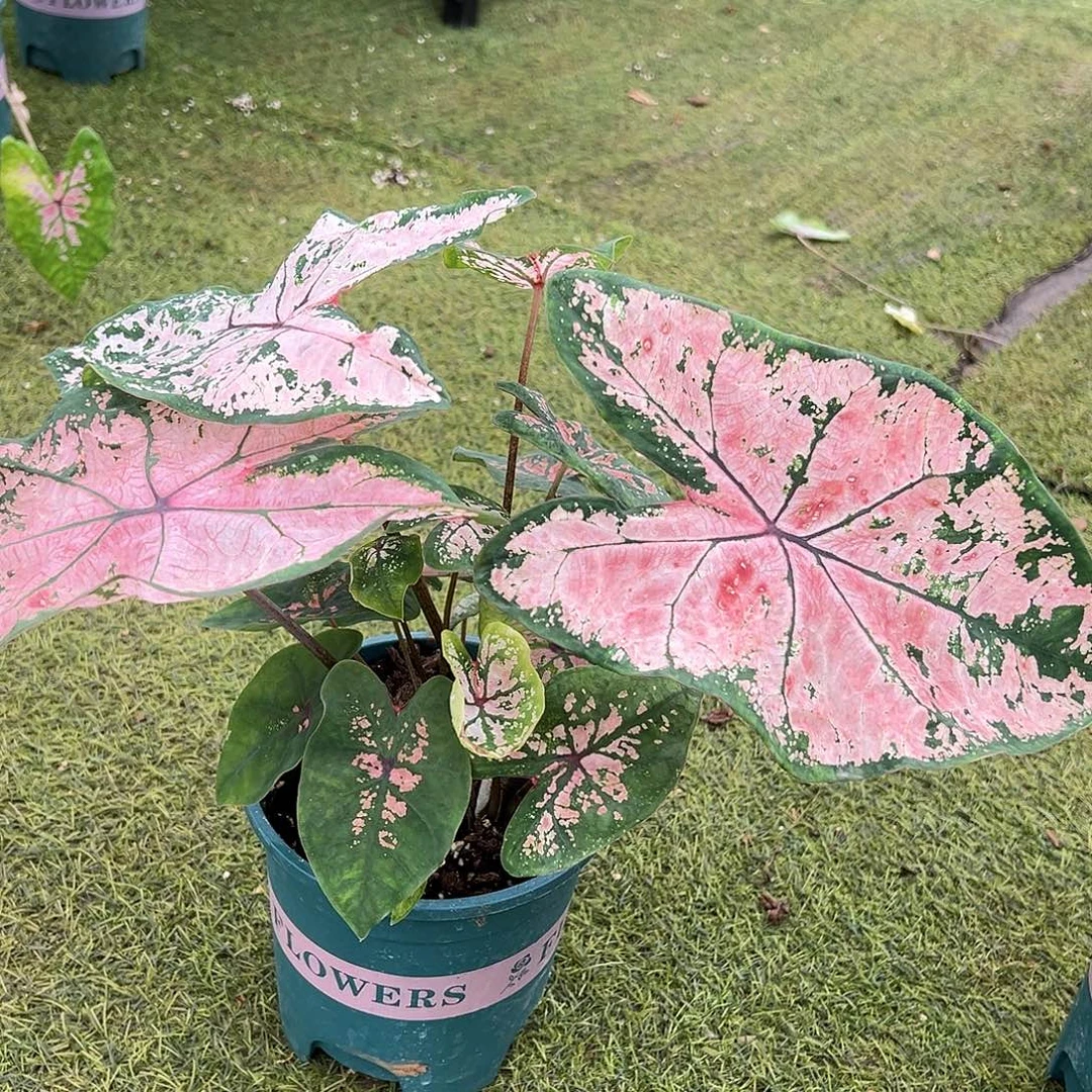 无花朵粉色飞溅彩叶芋5