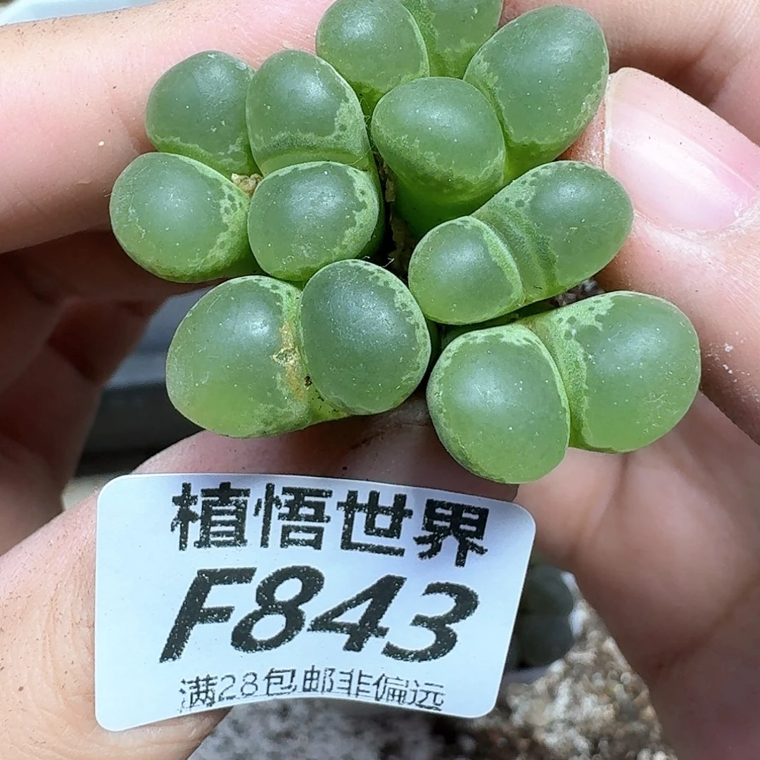 多肉植物的润泽付出