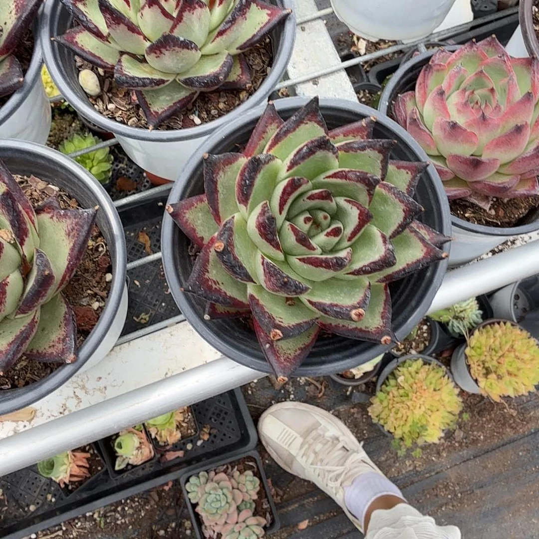 黑魔王乌木多肉植物