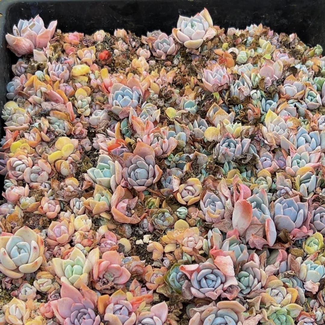 139多肉葡萄领导人物