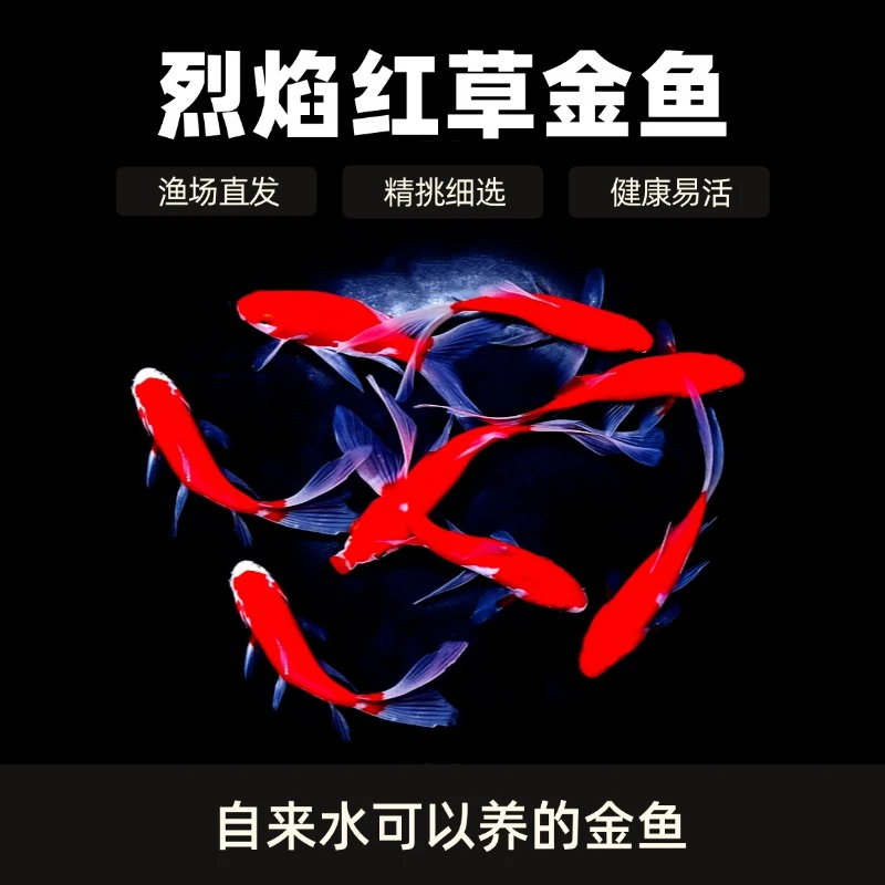 烈焰红草金鱼11条7-9厘米冷水金鱼观赏鱼可以混养锦鲤鱼热带鱼