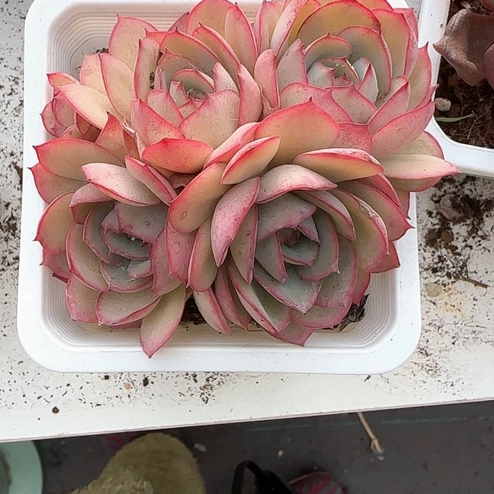 夏**开青蛙王子儿童牙膏111