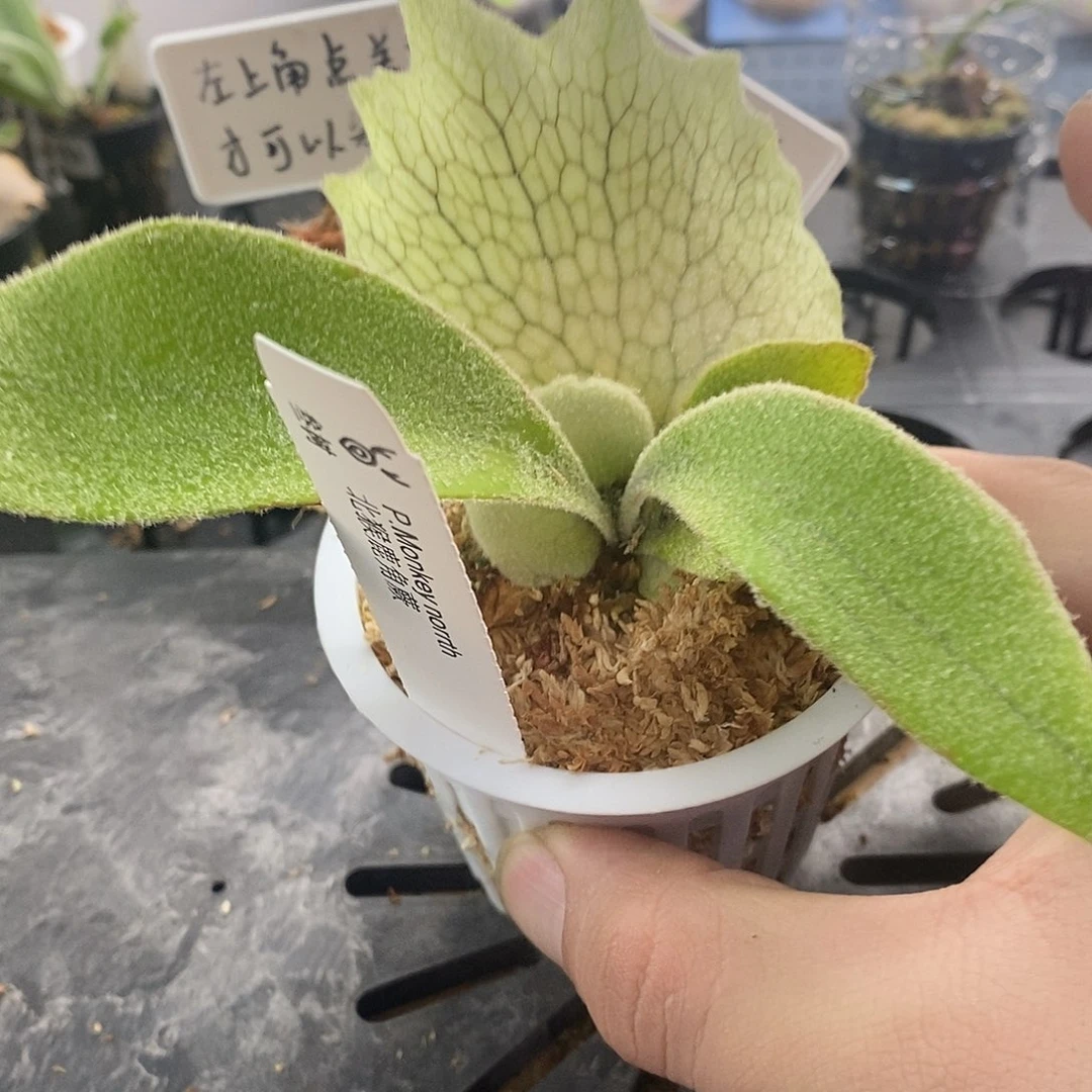 无花朵北猴鹿角蕨