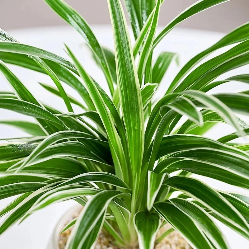 金边吊兰青叶吊兰盆栽办公室内好养垂吊植物净化空气