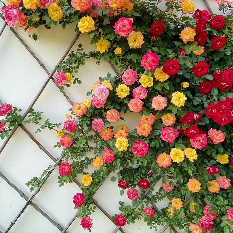 多枝藤彩虹藤本多季开植物