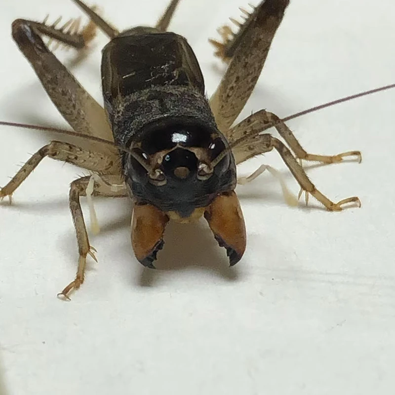 精品仿秋蟋蟀高级秋虫斗场