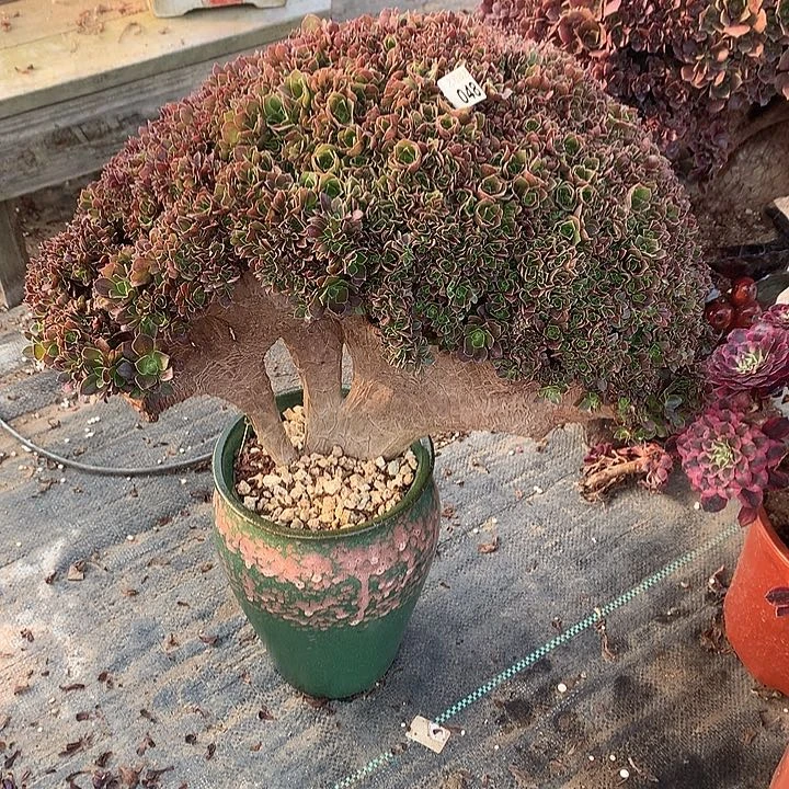 048微瑕玫瑰一颗朵朵