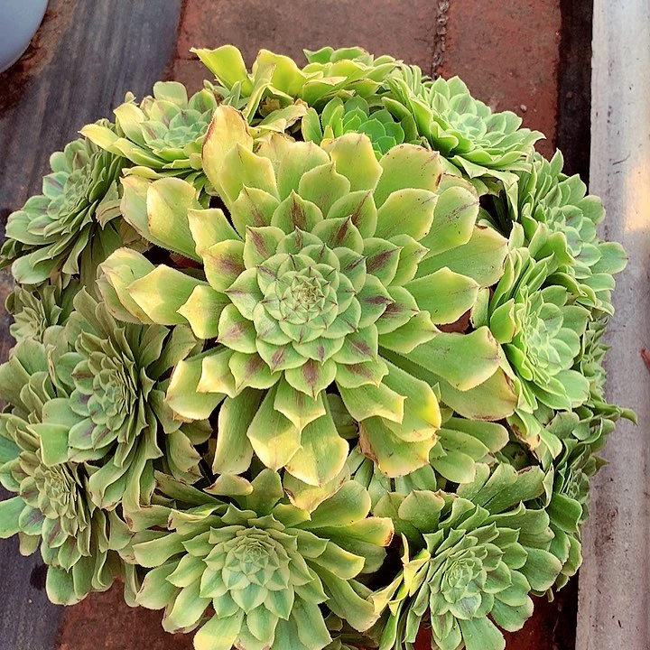 萤火虫啊啊啊啊啊啊