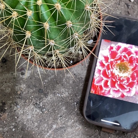 蒙娜丽莎，5-7公分左右