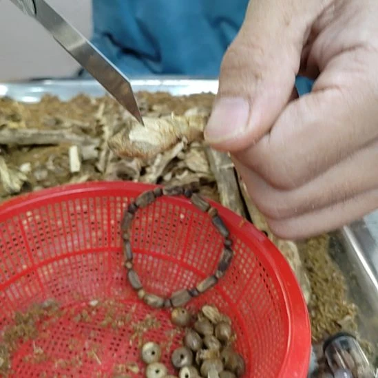 沉香树钉料沉香原材料