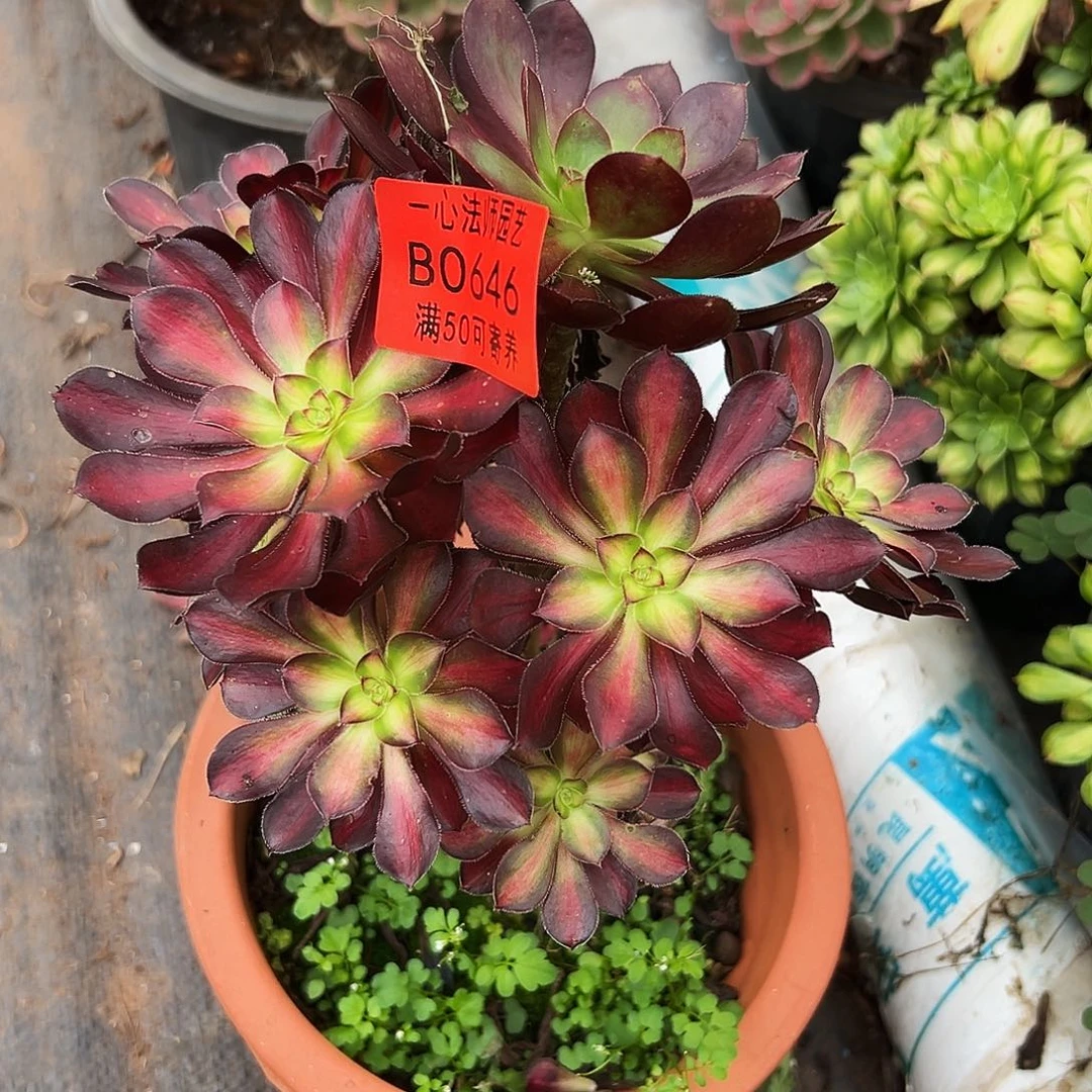 646多肉植物魅力锦