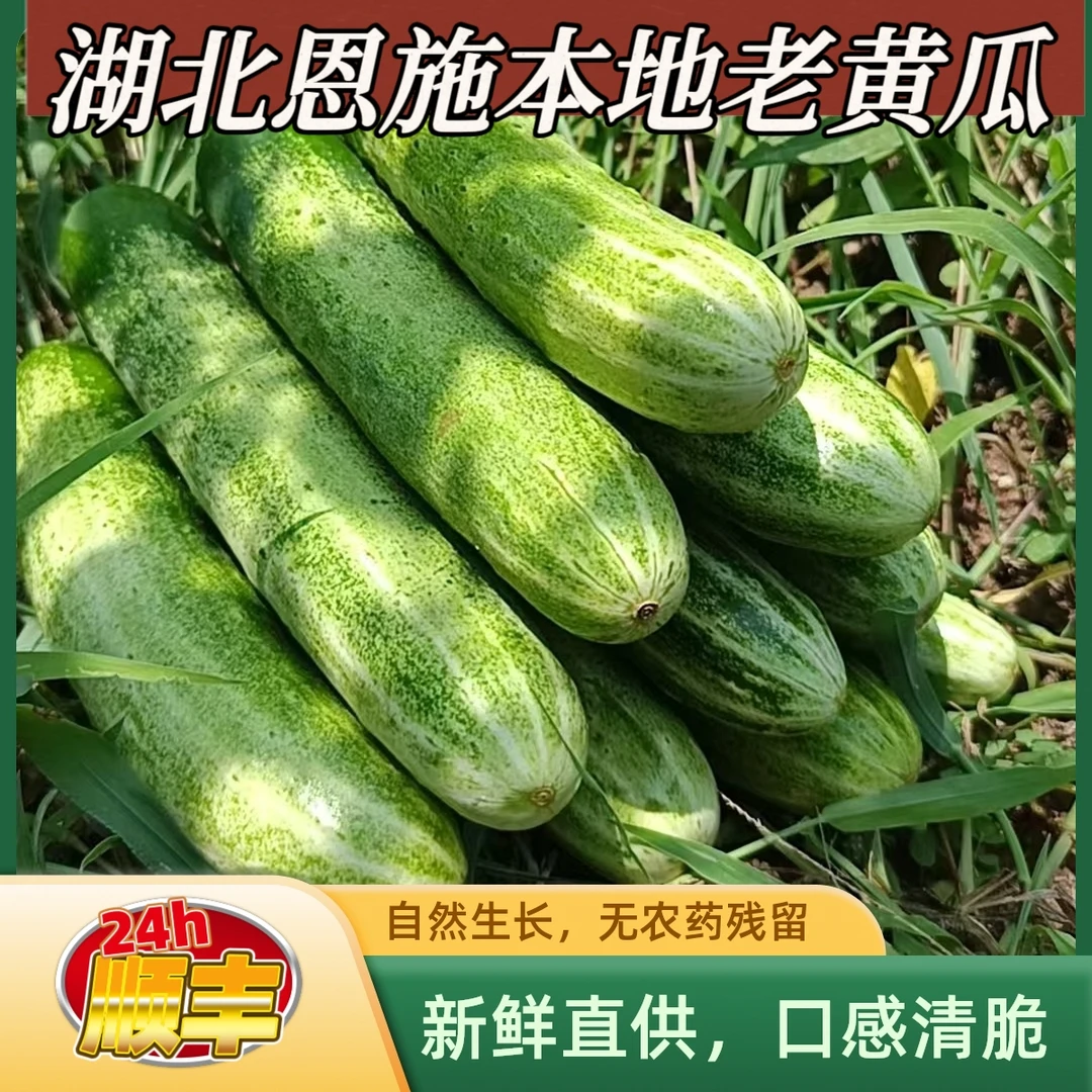 【不打药】恩施露天种水果小黄瓜新鲜生吃黄瓜现摘水嫩甜脆泡沫箱装