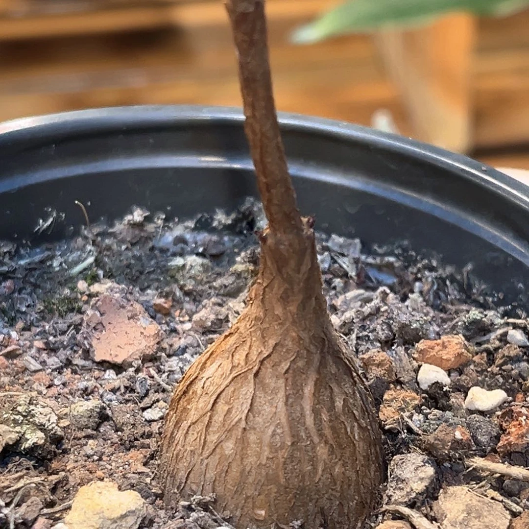 潮流植物 紫背罗魔