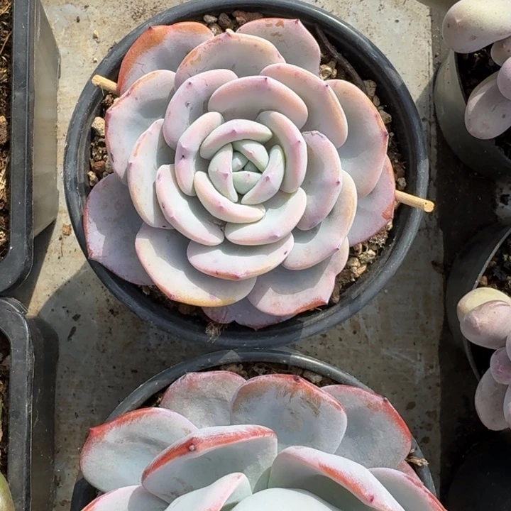 奶茶 单头  一物一拍