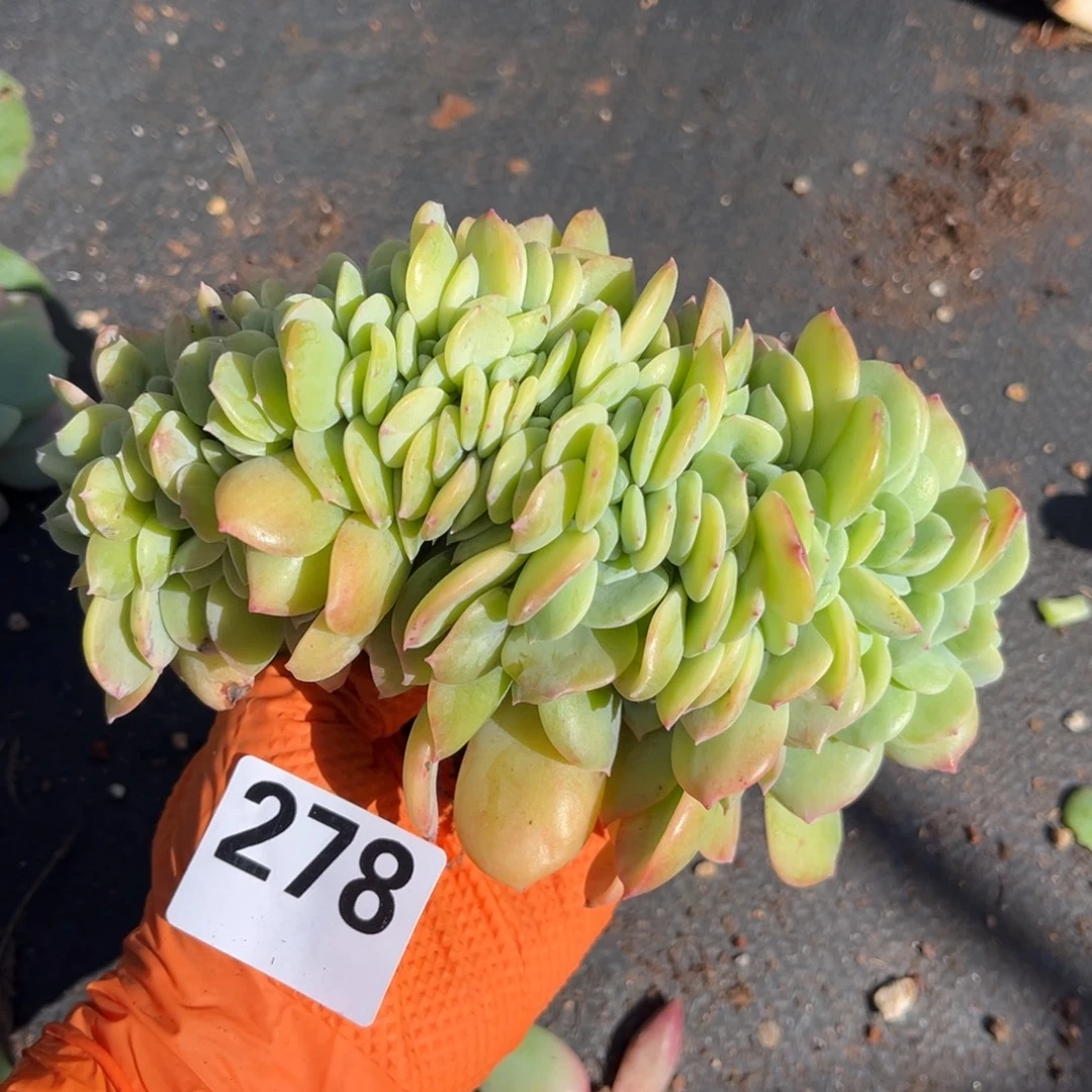 278号新疆西藏内蒙古不包邮的