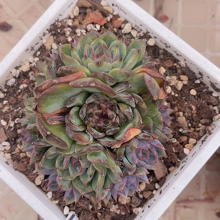 蓝色妖姬22182多肉植物