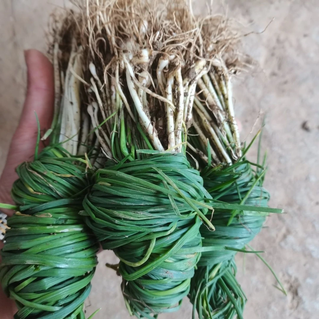 当地新鲜蔬菜野葱