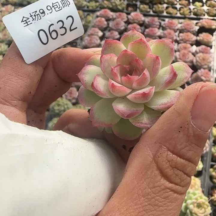 优选白女王自编个体632号