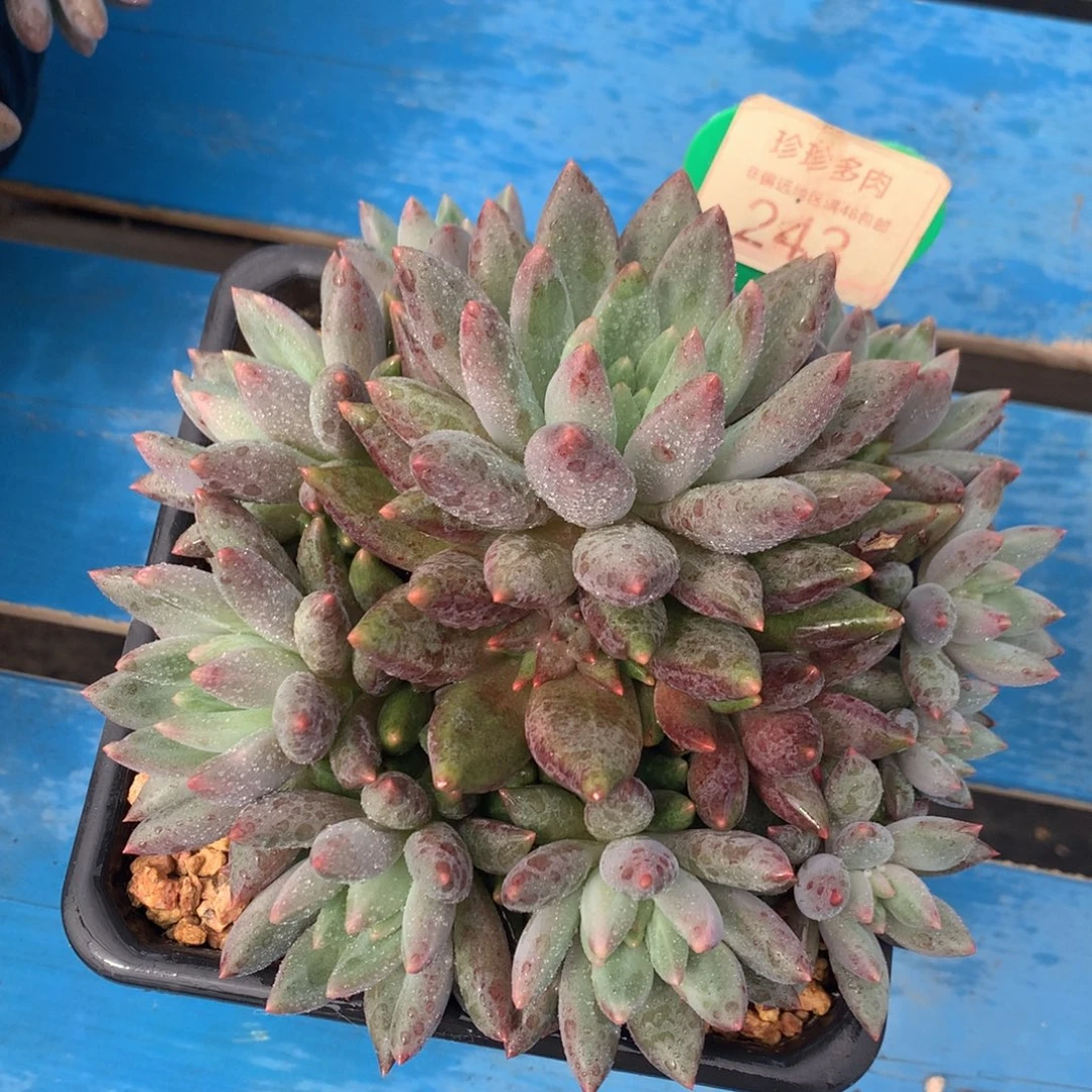 红蜻蜓老桩无砍捧花243