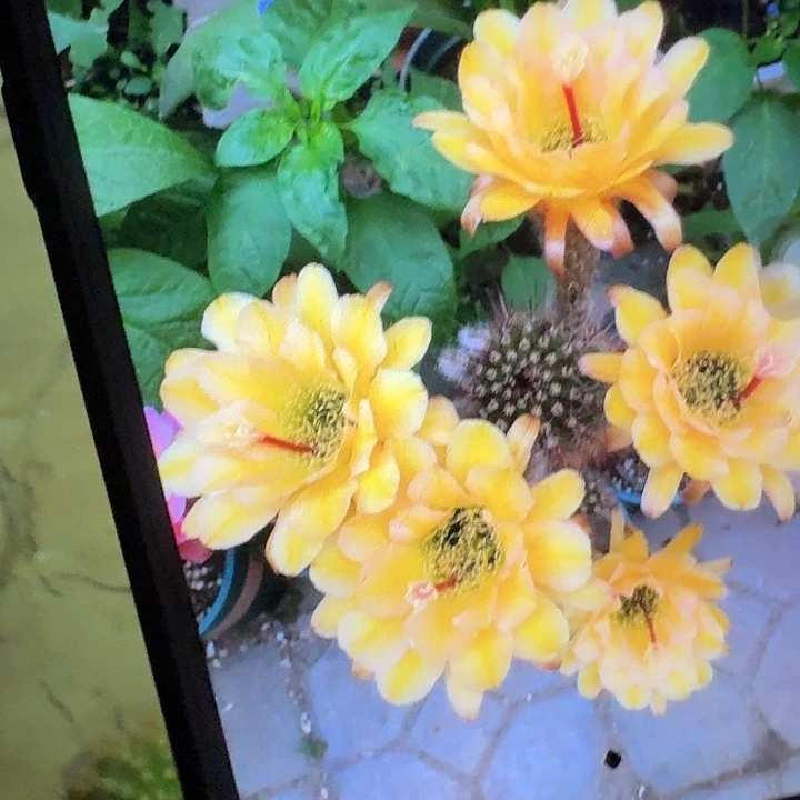 法一根高10公分毛花柱