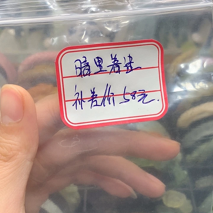 暗****蛇纹石玉未镶嵌手镯