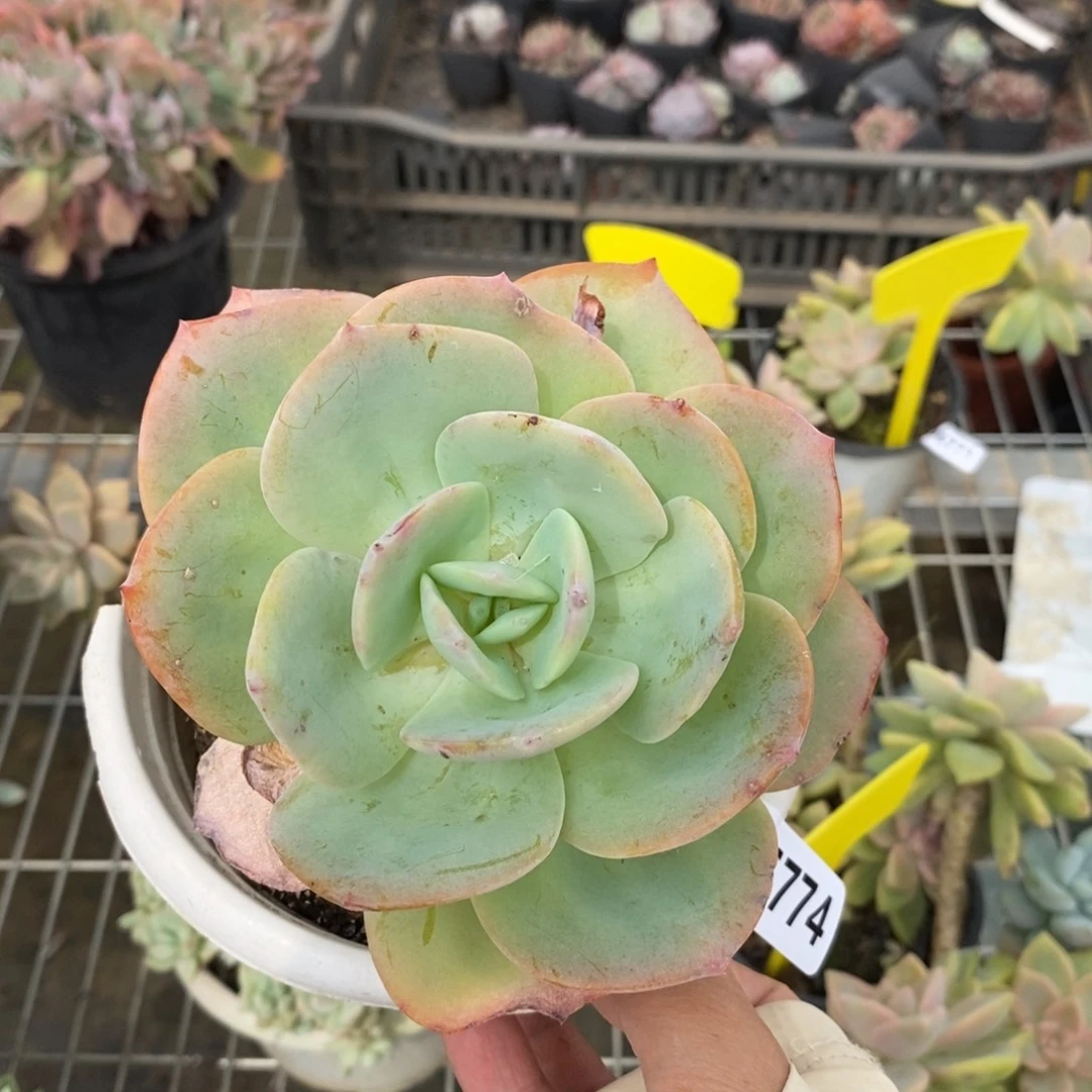 6774白凤单头一物一拍