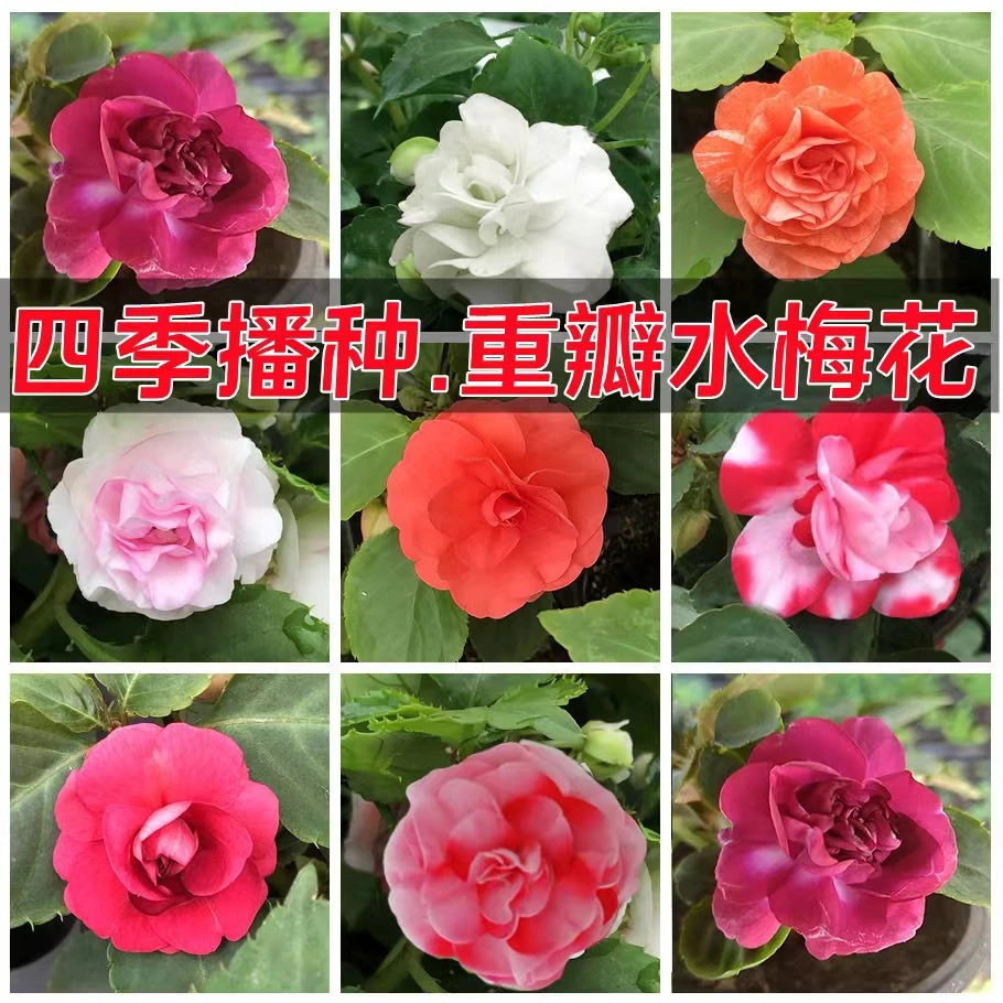 水梅花重瓣凤仙花四季开花喜阳阳台庭院带花苞基地直发