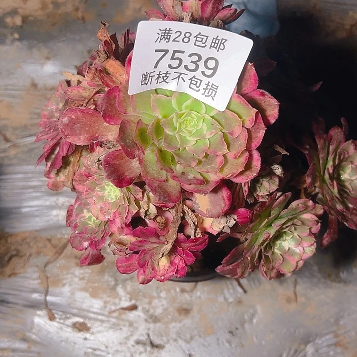 7539霁月多肉植物