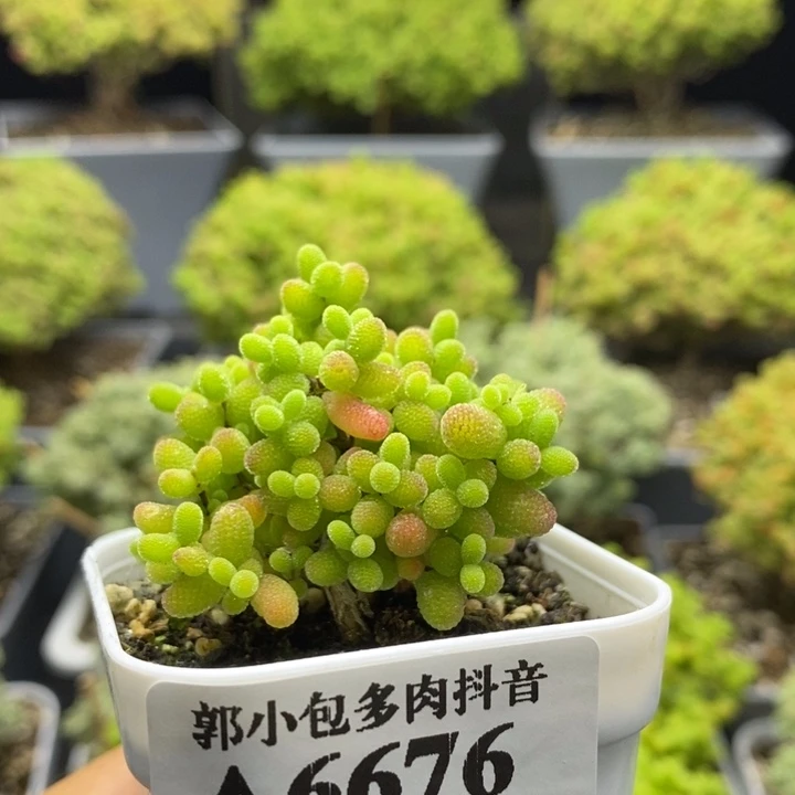 蜜橘糖球6676枝干番杏