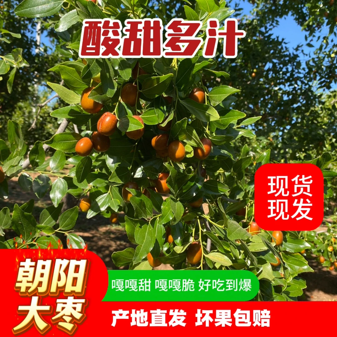 朝阳孙家湾大枣平顶枣儿时味道酸甜可口水果鲜枣一年一次尝鲜季脆