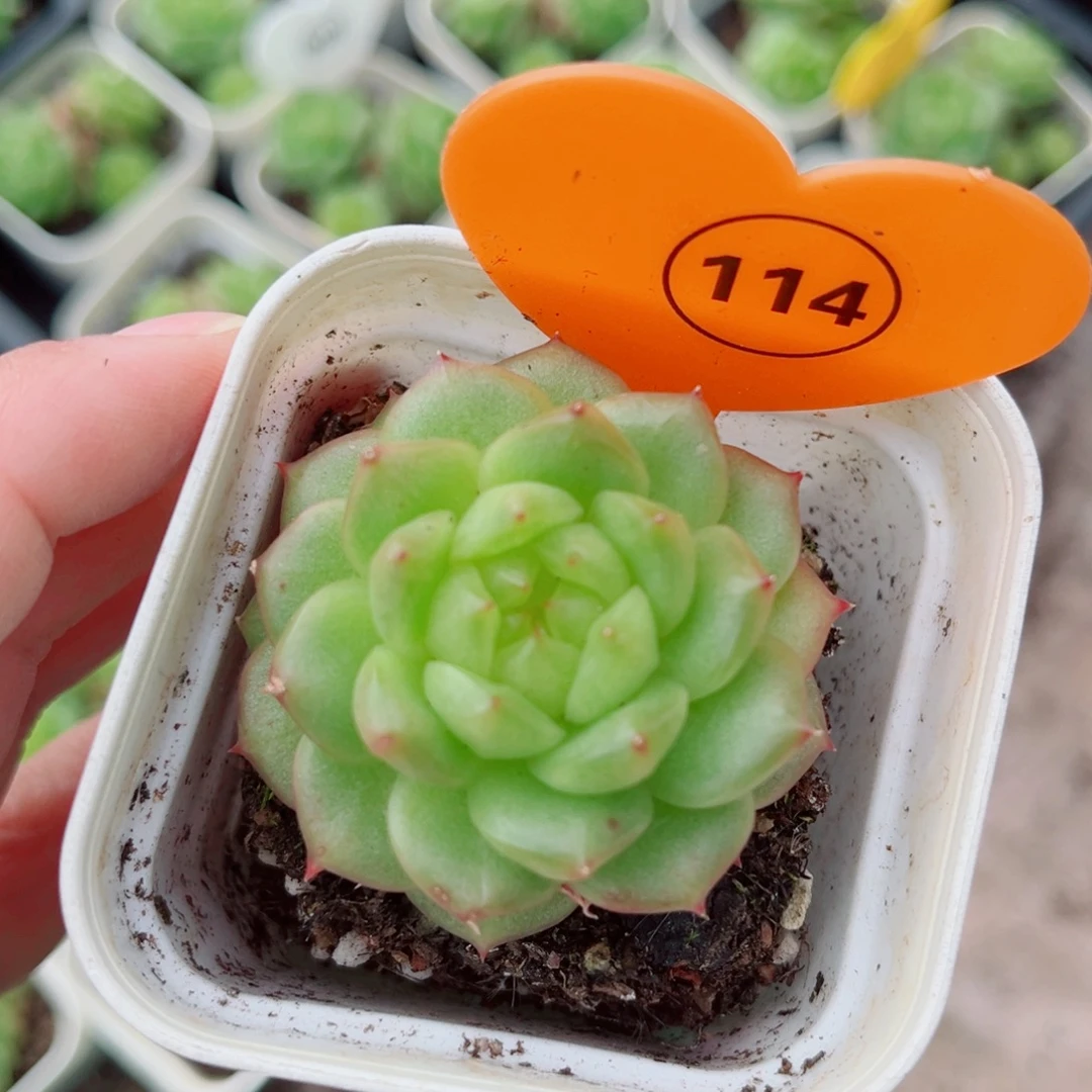 114号灯泡珍妮单头