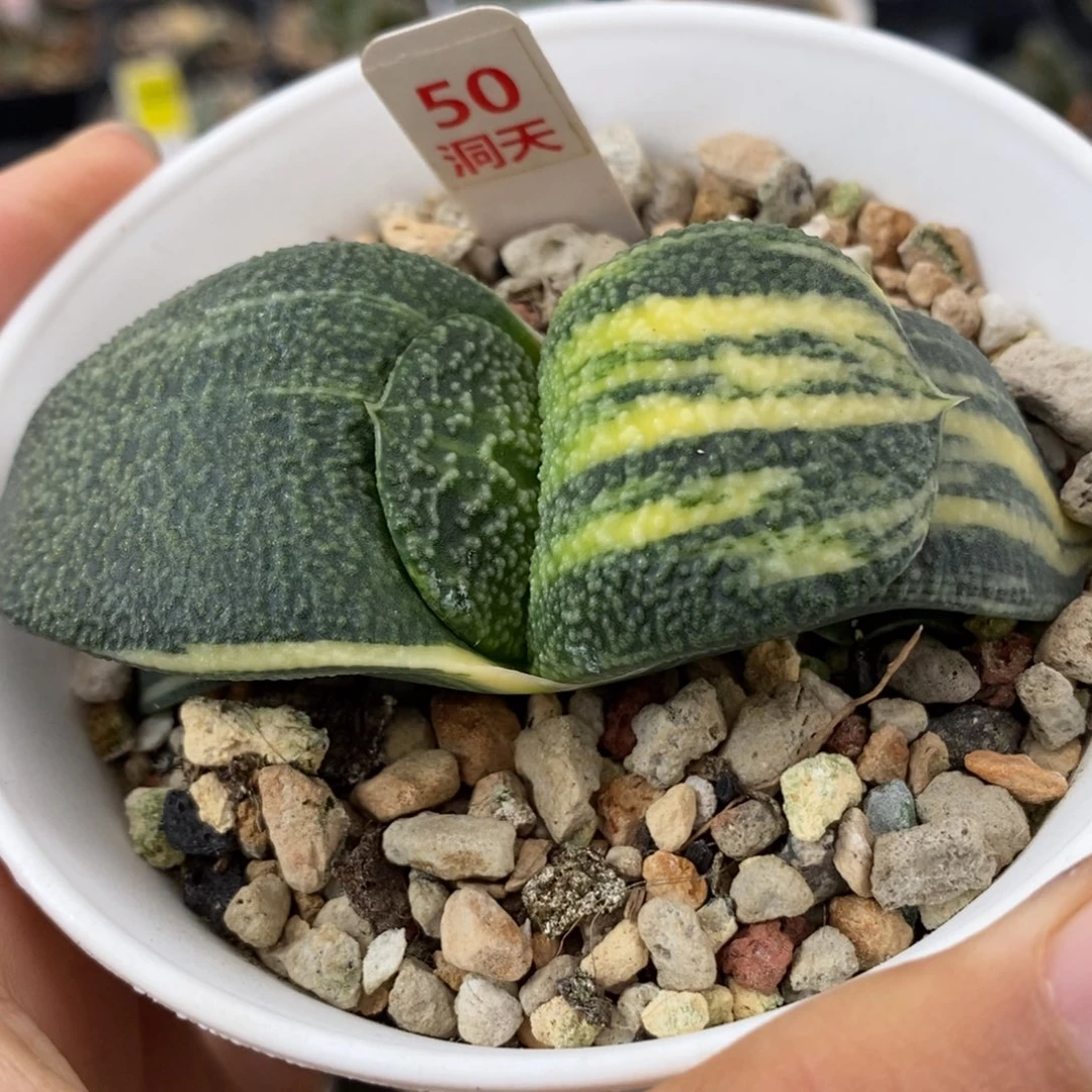 50珍珠卧牛锦一物一拍