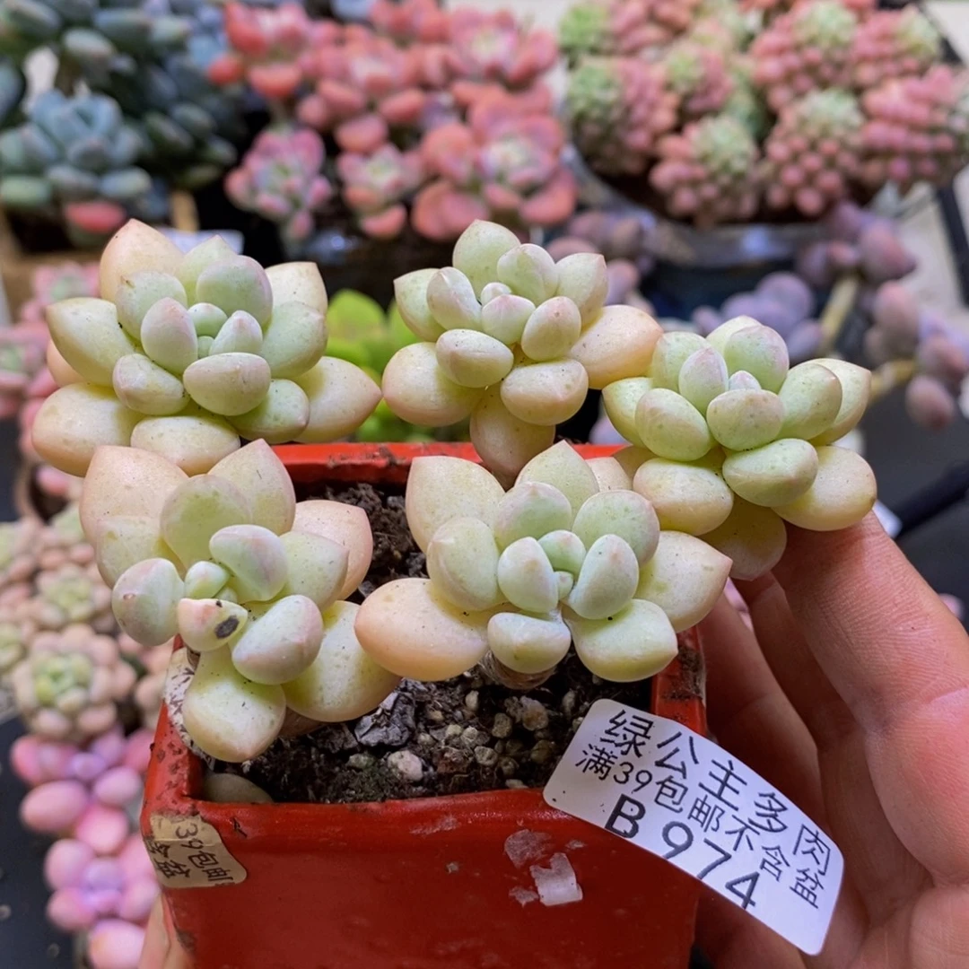 974泡泡糖10cm多肉