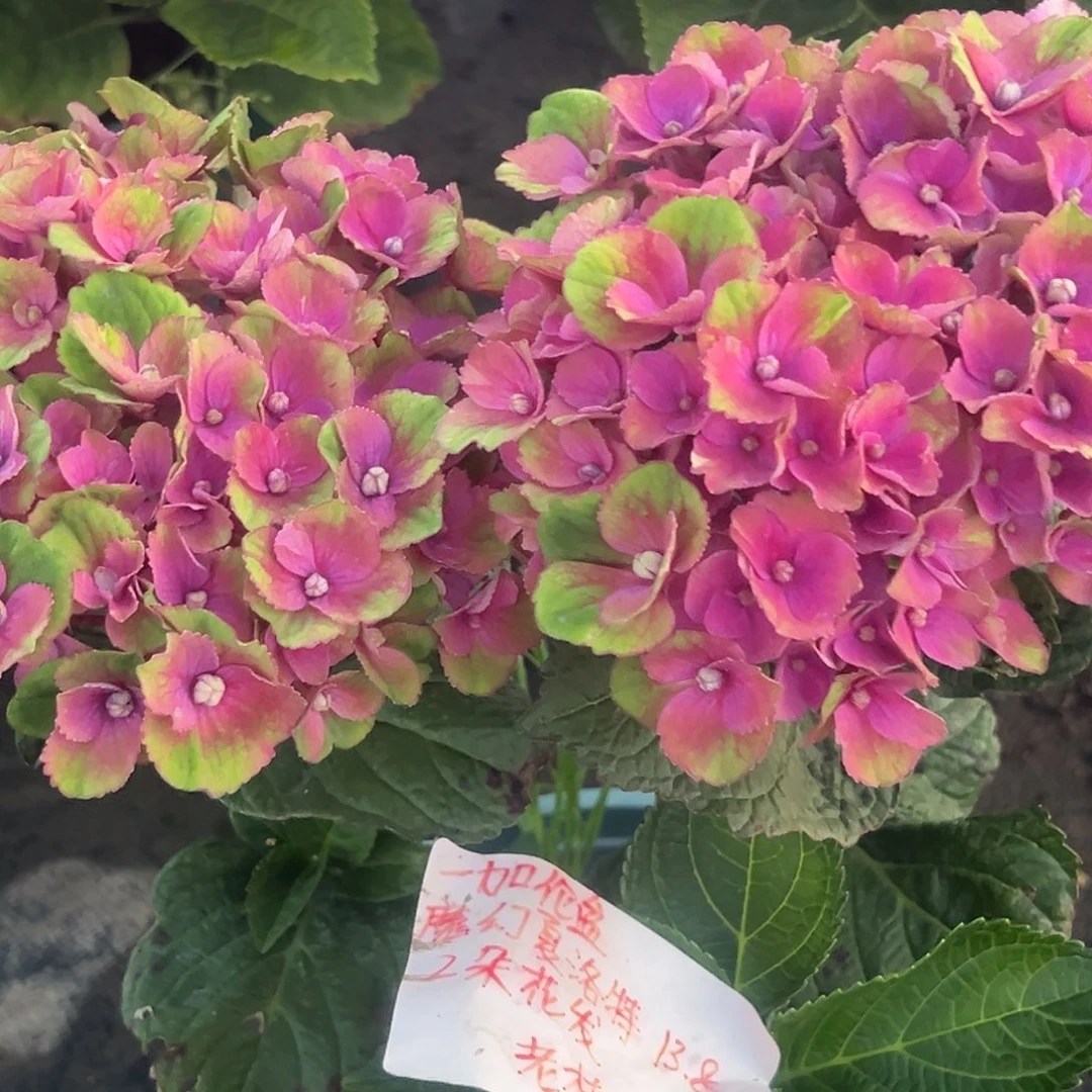 一加仑盆的魔幻夏洛特2朵花花发