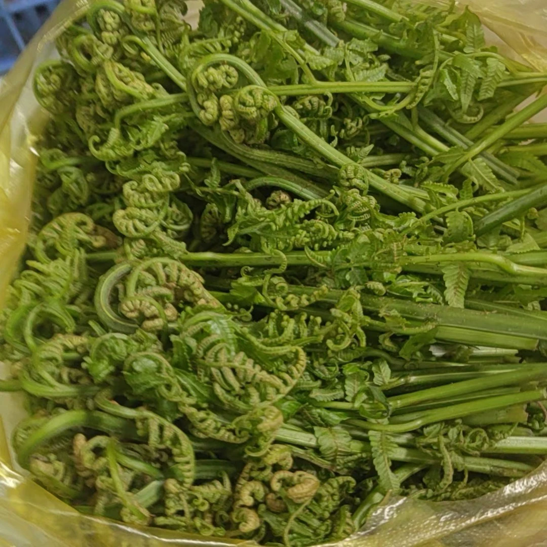 新鲜水蕨菜贵州特产野菜水蕨菜嫩甜龙爪菜顺丰冷链包邮
