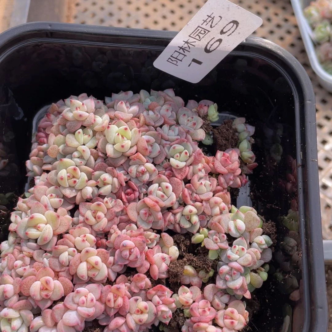 多肉植物多肉植物169